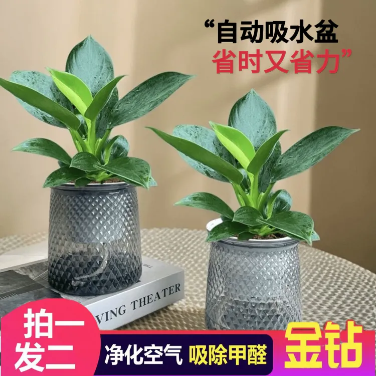 【买一送一】花伴水金钻盆栽室内净化空气桌面绿植办公室四季常青