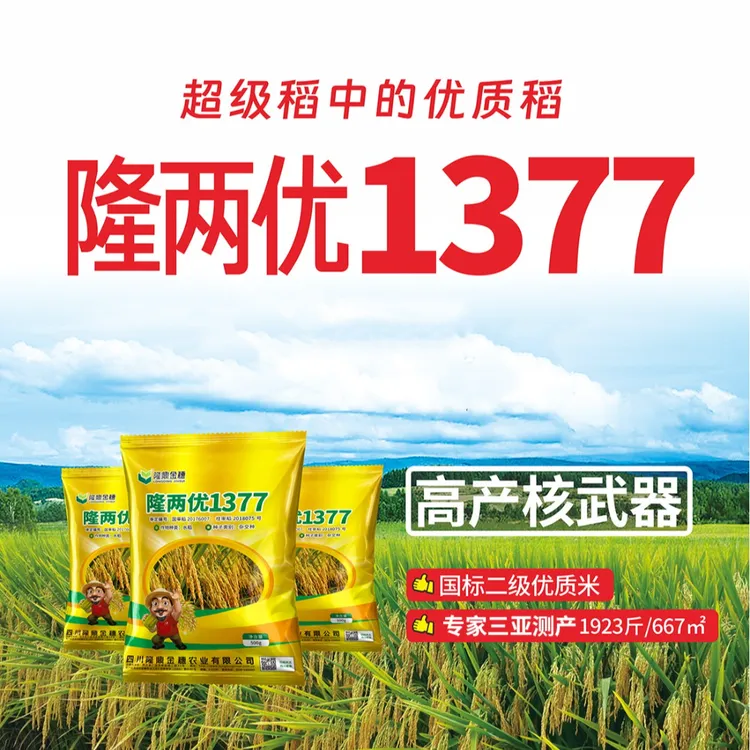 【国审正品】隆两优1377水稻种子厂家直销高产稳产抗性强广适性好