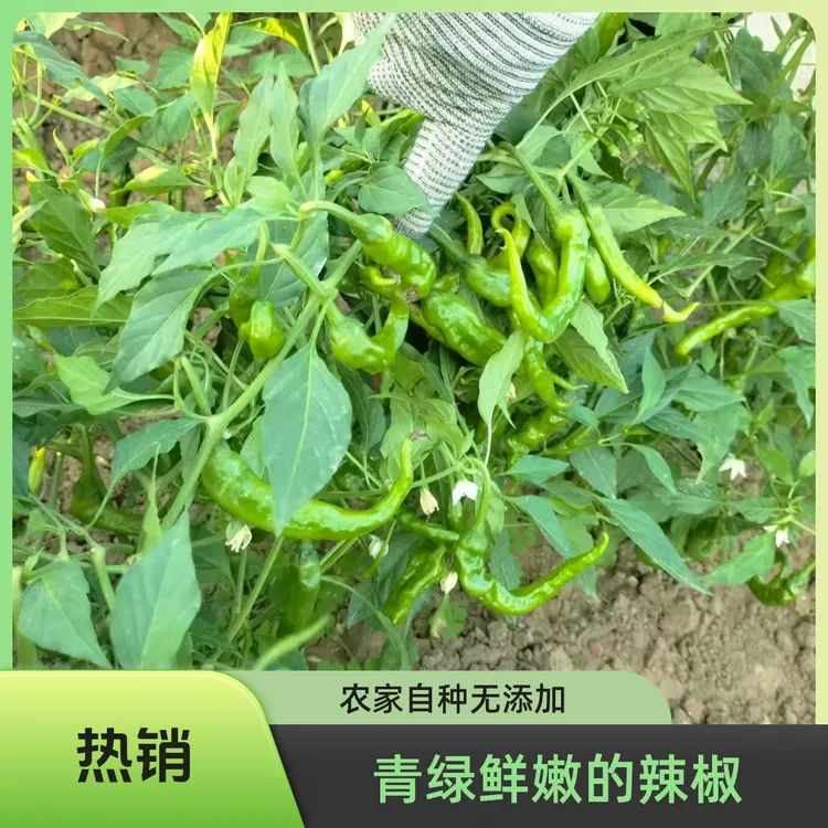 本地农家辣椒勾椒钩椒小螺丝椒本地土辣椒薄皮尖椒特辣新鲜香辣