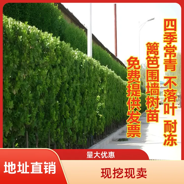 围墙篱笆植物大叶北海道黄杨苗冬青树苗四季常青耐寒庭院绿篱树苗
