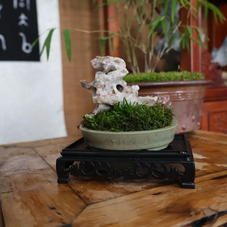 创意小微盆景 桌面装饰品微景观装（一物一拍）绿植创意