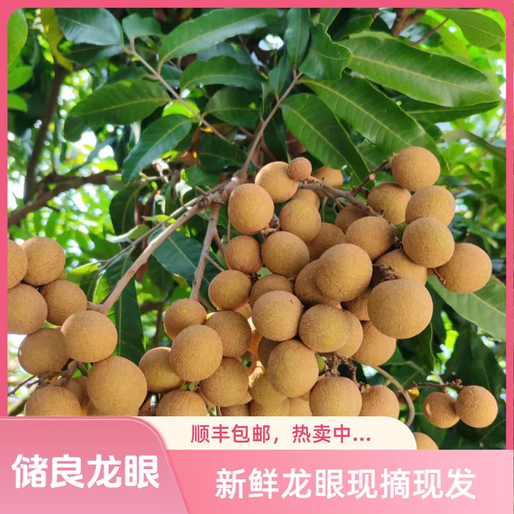 【顺丰包邮到家】储良龙眼时令水果礼盒桂圆高州龙眼广东新鲜水果