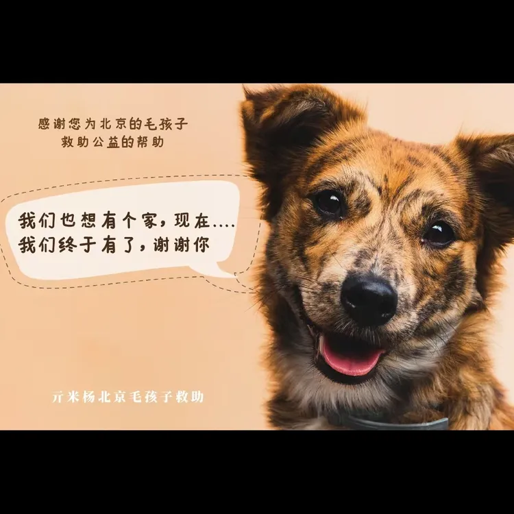纪念版狗狗明信片