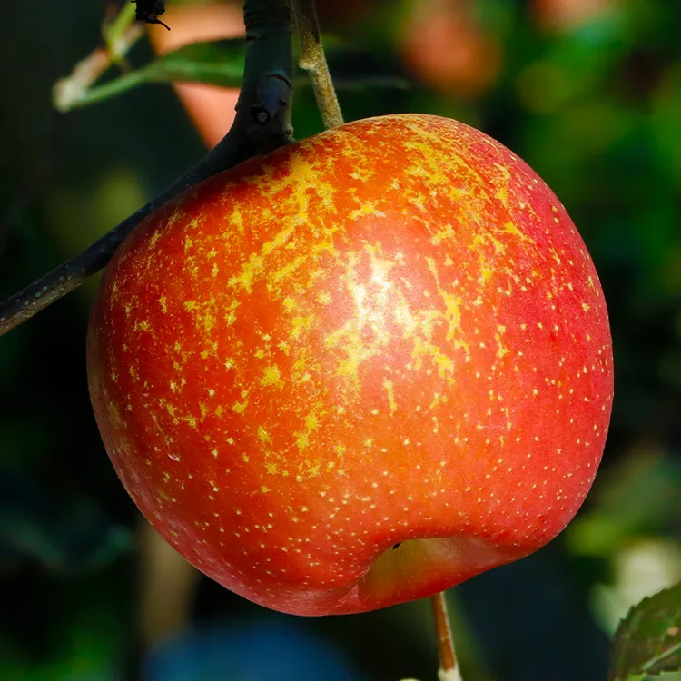 【正宗云南昭通丑苹果】2025年云南昭通冰糖心丑苹果新鲜脆2斤/5斤