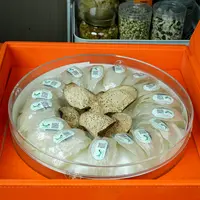 印尼天然溯源码燕窝天然干挑燕窝孕妇滋补 旗舰店官网正品