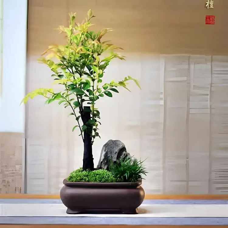 名贵小叶紫檀盆景办公桌植物室内绿植茶台花卉桌面盆栽微盆景