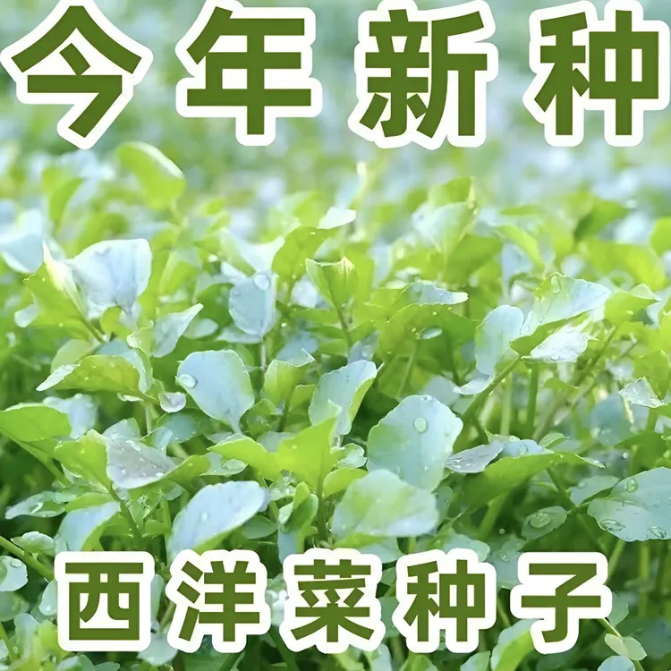 西洋菜种子多年生豆辛菜种子四季盆栽营养蔬菜种子籽