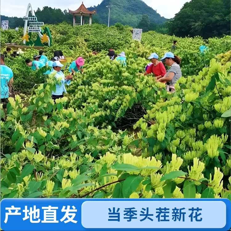 头茬新花原生态金银花茶/无硫无熏/银花茶可煮水/泡茶/养身茶优选