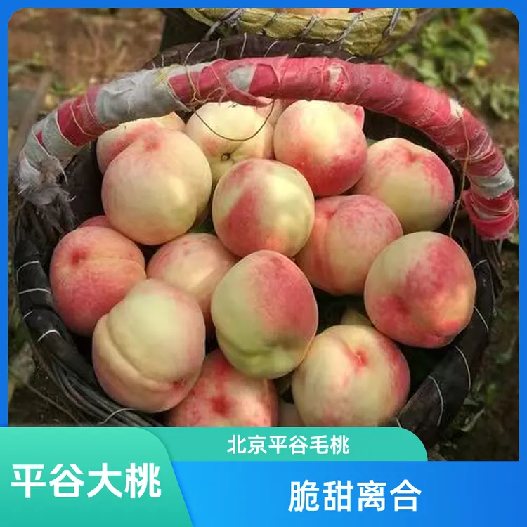 北京(正宗)平谷大桃/脆甜离核桃子/14号顺风/新鲜水果/5-6斤/礼盒