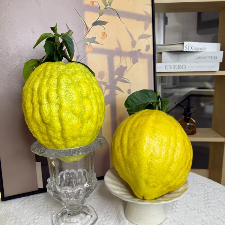 云南香橼果摆件天然香薰新鲜香橼果-威绿