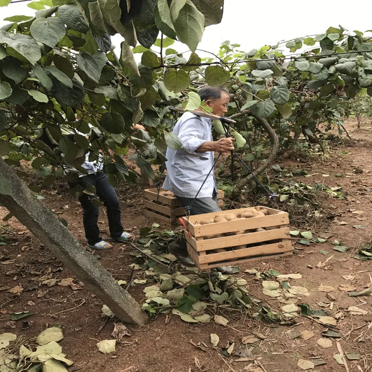 芳芳农家缘爷爷家江西奉新绿心猕猴桃大果当季新鲜孕妇水果奇异果