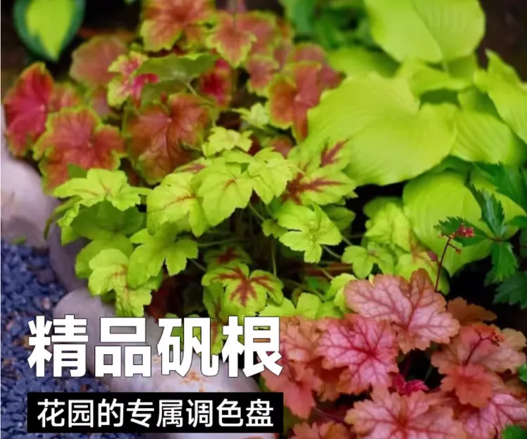 矾根盆栽花卉植物耐寒绿植盆栽矾根四季可养适合桌面阳台花园装饰