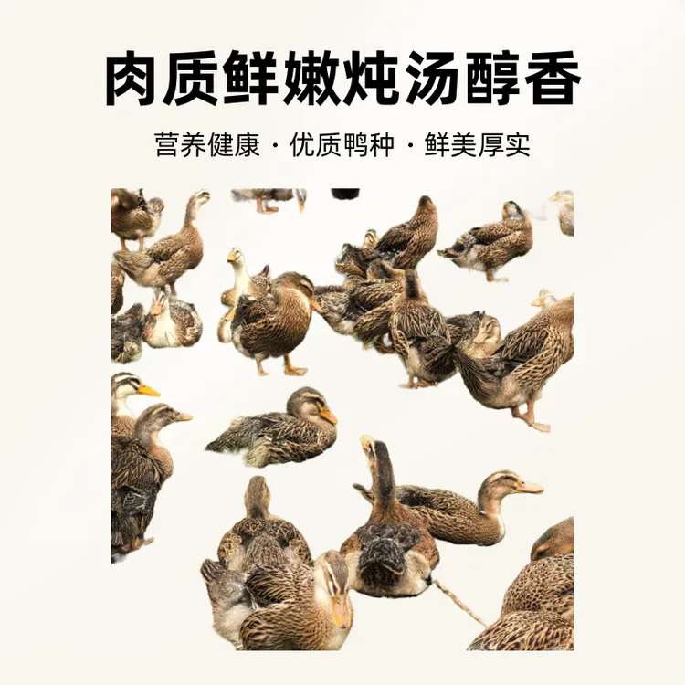 宜宾麻鸭（1只装）农家散货肉质鲜嫩炖汤醇香味道浓郁鸭子