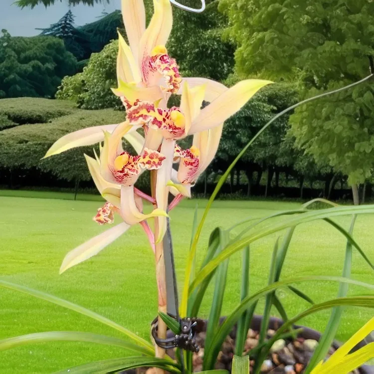 家庭绿植兰花盆栽惠兰春兰一物一拍链接市长红兰花