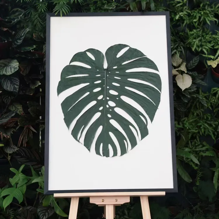 治愈系植物标本画龟背竹装饰画北欧风客厅ins立体相框手工定制