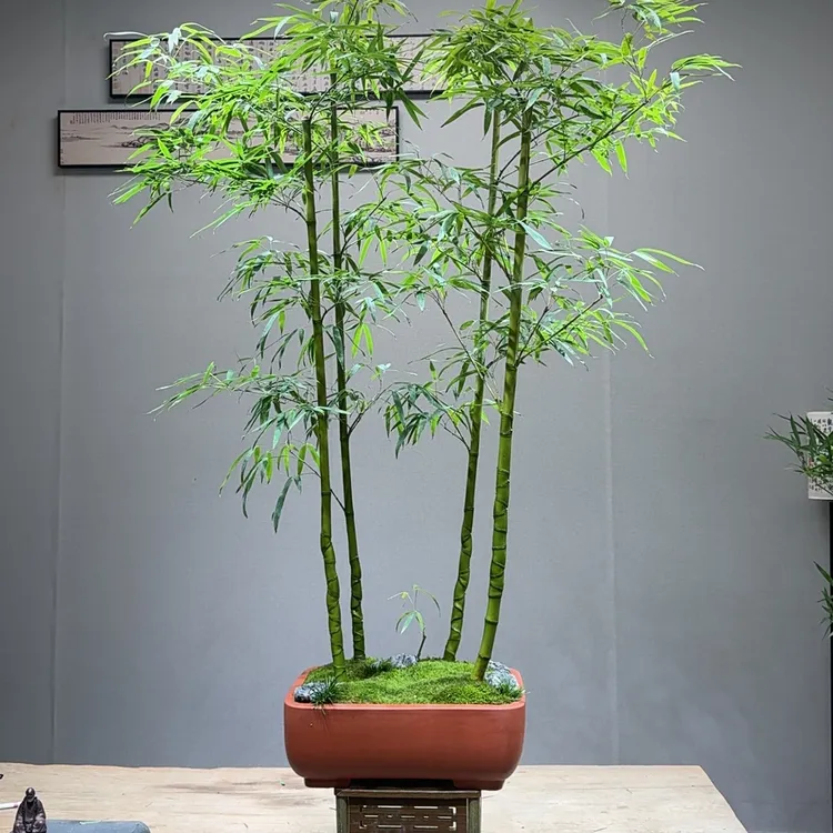 丛林精品龙鳞竹盆景 茶室意境款竹盆景808款四杆【少东家手艺盆景】