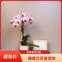悠花里蝴蝶兰【樱花公主】微微瑕带花带花苞开花珠发货