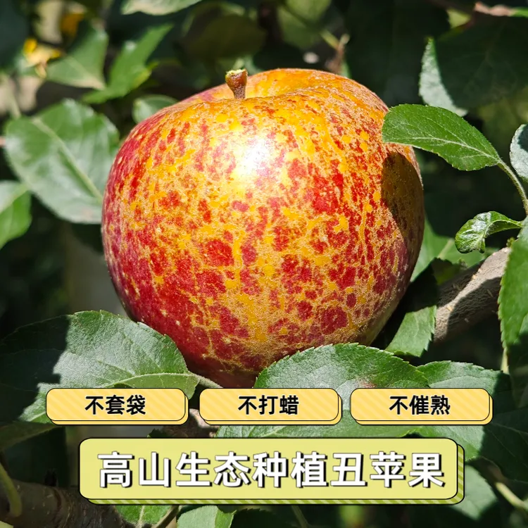 云南昭通高山种植冰糖心丑苹果现摘现发脆甜多汁产地发货