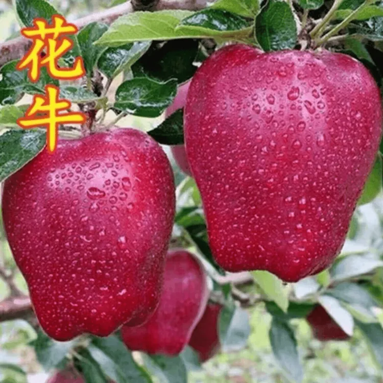 花牛苹果树苗嫁接口感脆甜口感好南北方种庭院矮化果树苗当年结果