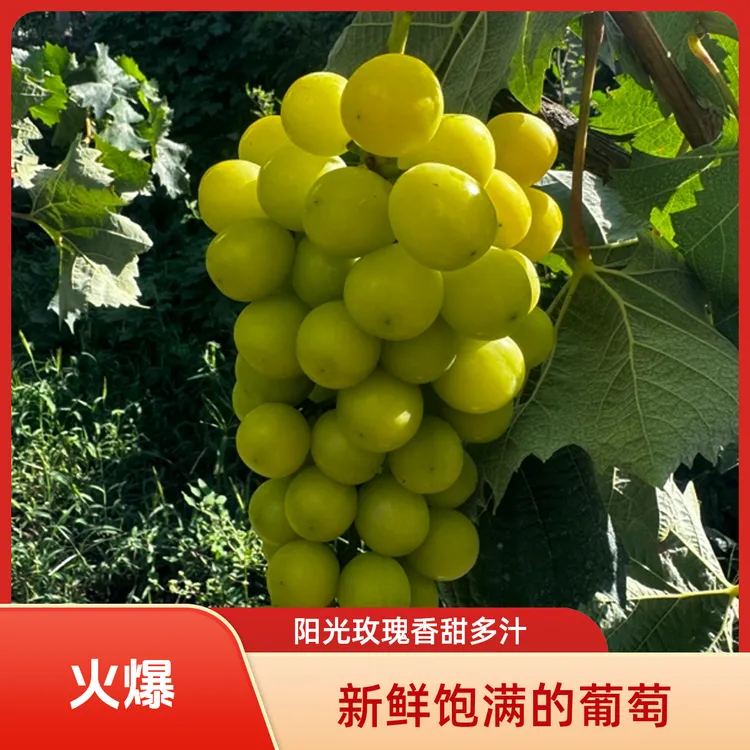 正宗大泽山黄金蜜葡萄香甜多汁套袋管理直接吃无农残当季水果  