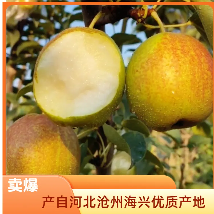 有机梨有机伏梨新梨七号早熟香梨皮薄肉厚汁水丰盈梨