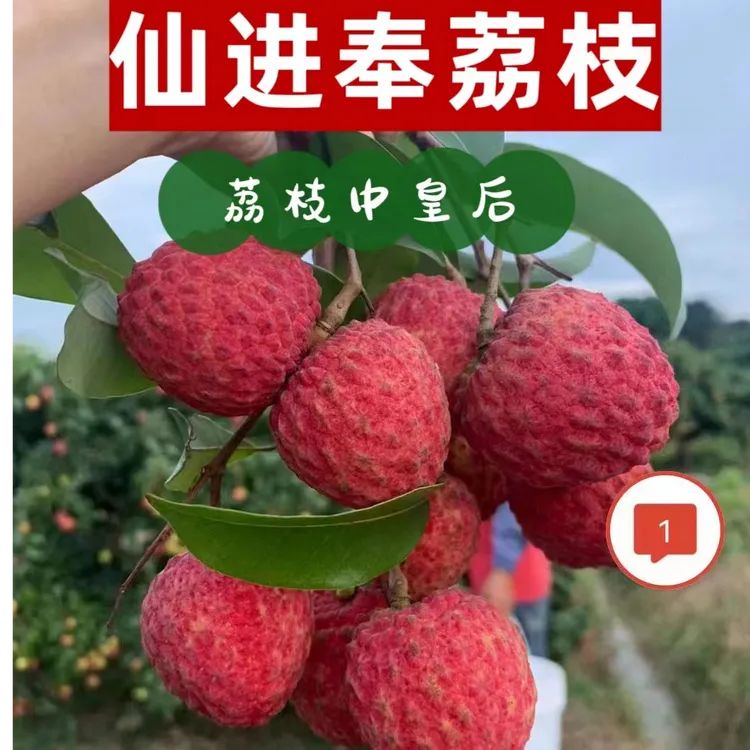 小核荔枝仙进奉荔枝情人荔新鲜现摘现发当季多汁水果包邮