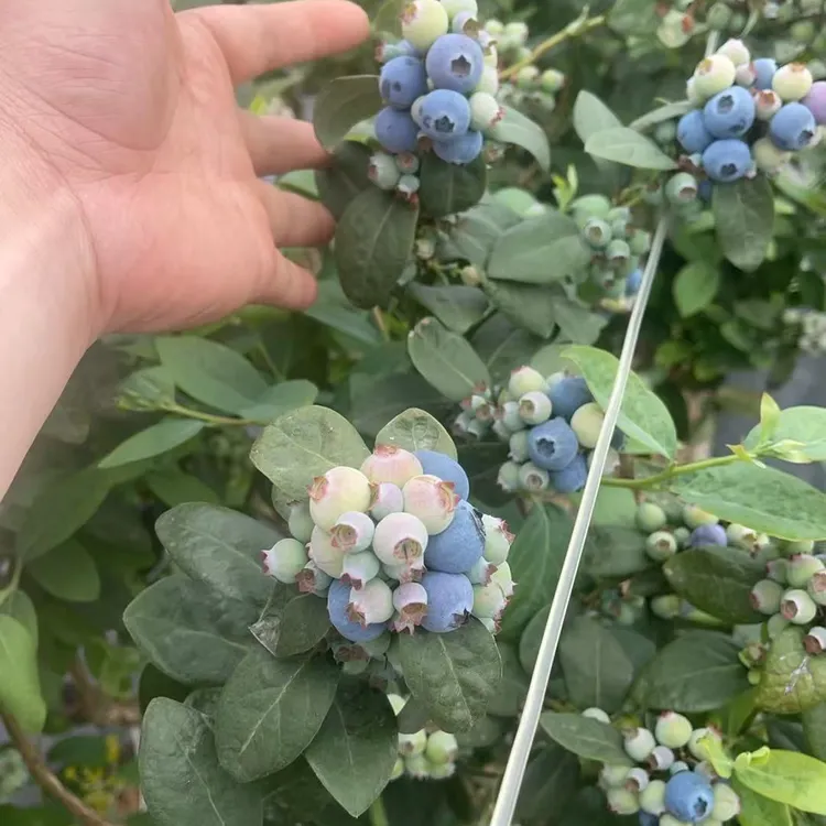 带果蓝莓L25花香大果蓝莓苗盆栽地栽南方北方大果蓝莓露天蓝莓苗