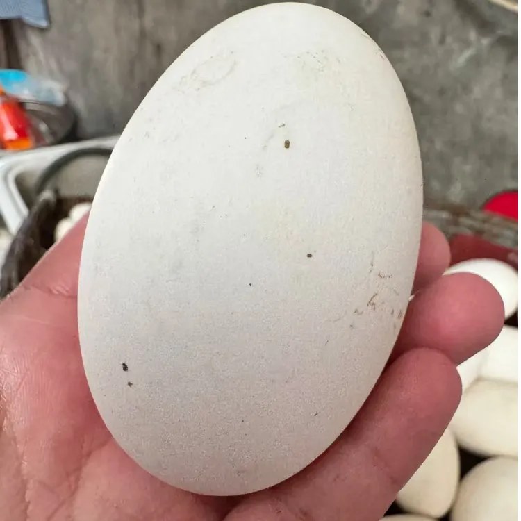 大鹅蛋正宗土鹅蛋孕妇农家散养谷物喂养大鹅蛋林下散养正宗土鹅蛋