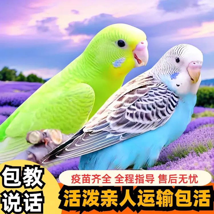 鹦鹉活鸟虎皮鹦鹉鸟类小鸟会学说话的鸟手养宠物小型鹦鹉一公一母