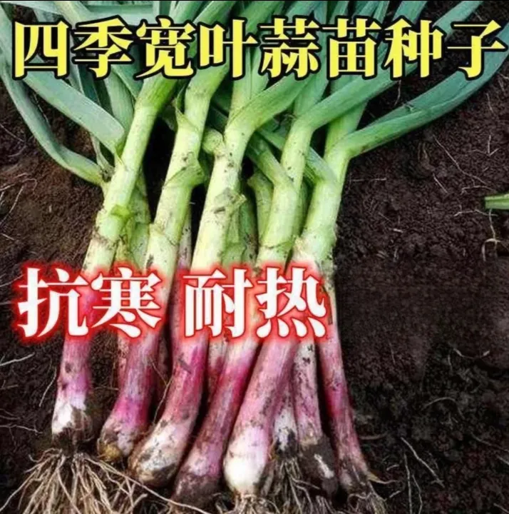 红根蒜苗种子红根香蒜硬叶蒜苗一年四季三茬连续均可种植蒜苗XR商品图