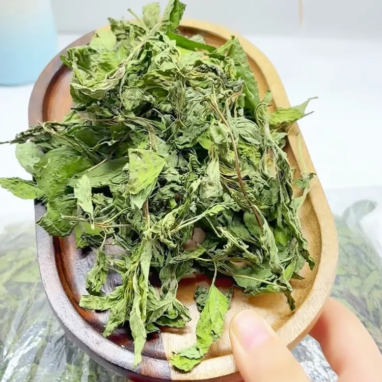 新鲜干薄荷叶秋季不上火