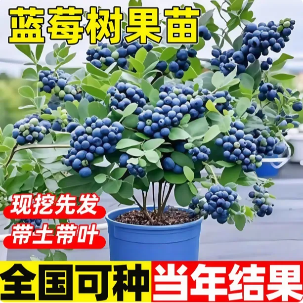 蓝莓树果苗带果子发货特大蓝莓树阳台盆栽南北方种植L25四季结果