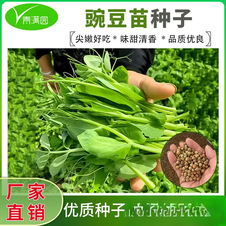 豌豆种子四季种植无须豌豆苗土培阳台盆栽水培