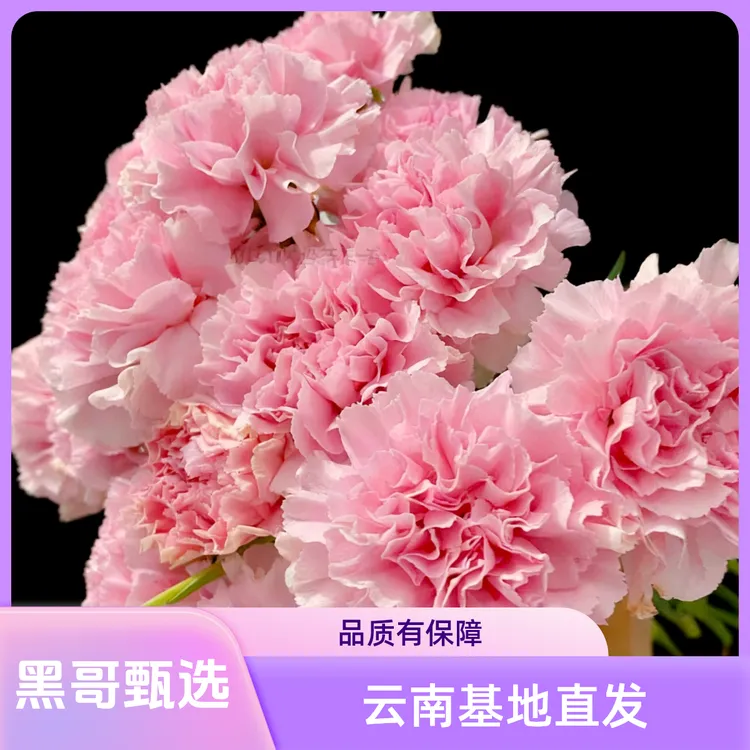 （粉佳人）20枝装（2）枝含损鲜花