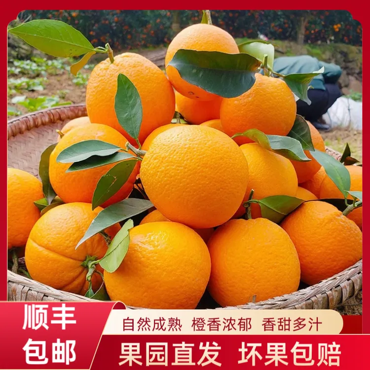 【顺丰包邮】正宗赣南脐橙新鲜现摘水果孕妇甜橙子产地直发手剥早橙