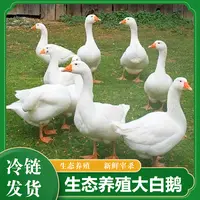 山东 水库放养大白鹅 青年鹅 单只净重5斤以上 带心 肝 舌