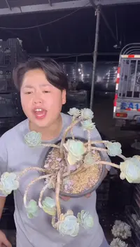 桩子特别老妖的可爱玫瑰(泡沫粒打包)13.88
