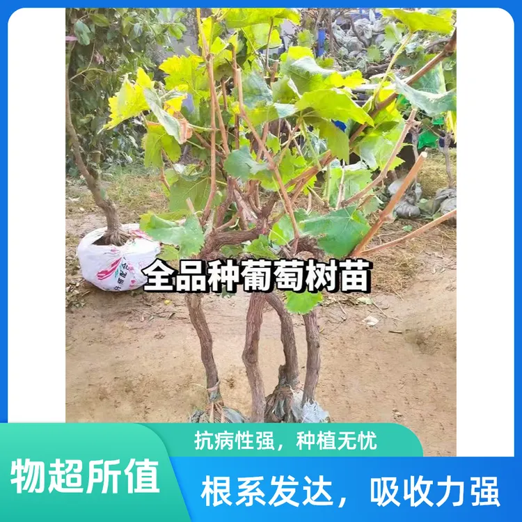 大葡萄树苖阳光玫瑰巨峰果树苗无籽四季种盆栽南北方耐寒庭院爬藤商品图