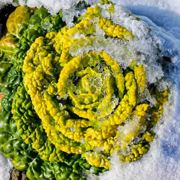 黄心乌塌菜种子耐寒黄心菜种籽菊花心菜籽种易种黄金lz