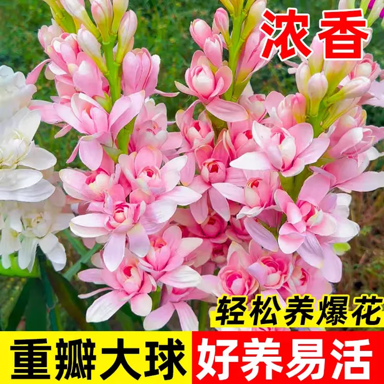 晚香玉种球花苗浓香型多年生植物室内外庭院四季花卉商品图