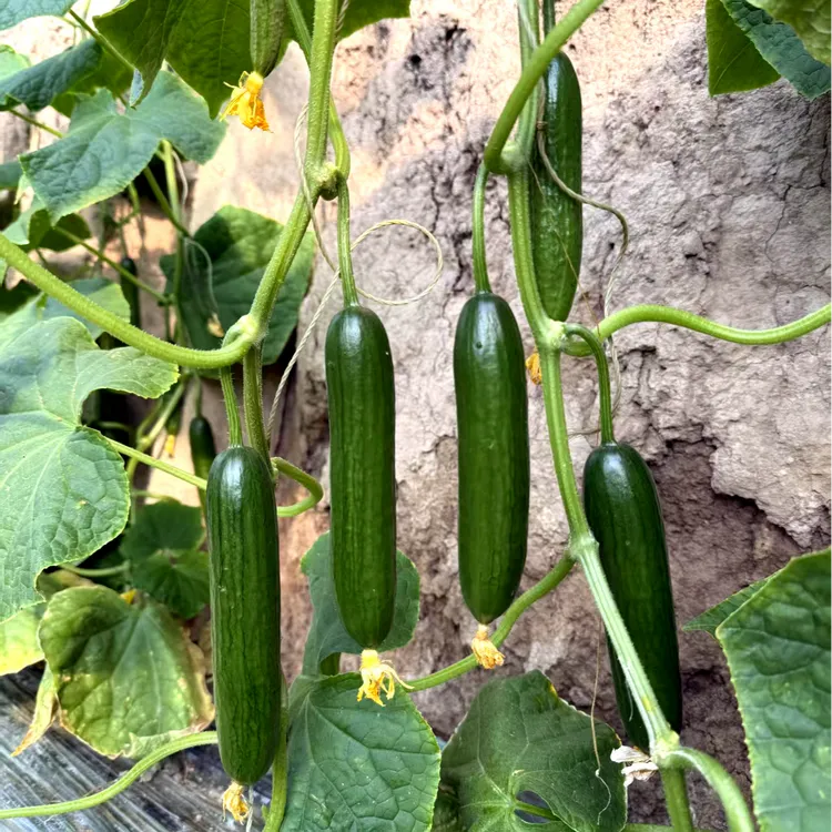 乾德2217水果黄瓜种子秋延早春品种口感好推荐