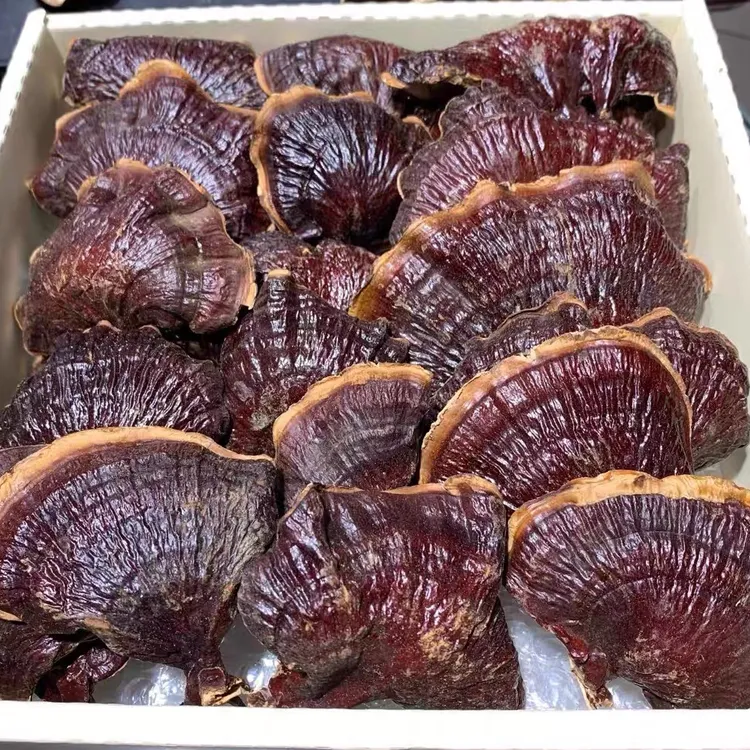 长白山金边赤灵芝泡茶煲汤赤灵芝林下灵芝泡水煲汤泡酒