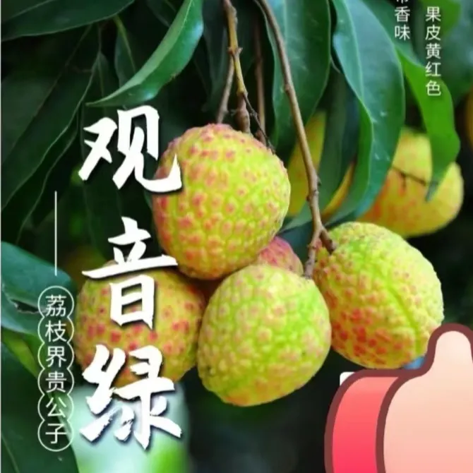 【顺丰京东】正宗观音绿荔枝现摘现发东莞樟木头特产母树果名贵贡品