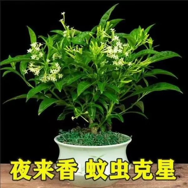 夜来香盆栽植物花卉四季开花驱蚊树苗浓香型庭院室内阳台四季常青