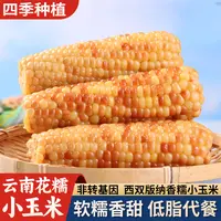 西双版纳傣家小花糯玉米5斤香糯小玉米棒真空开袋即食学生早餐