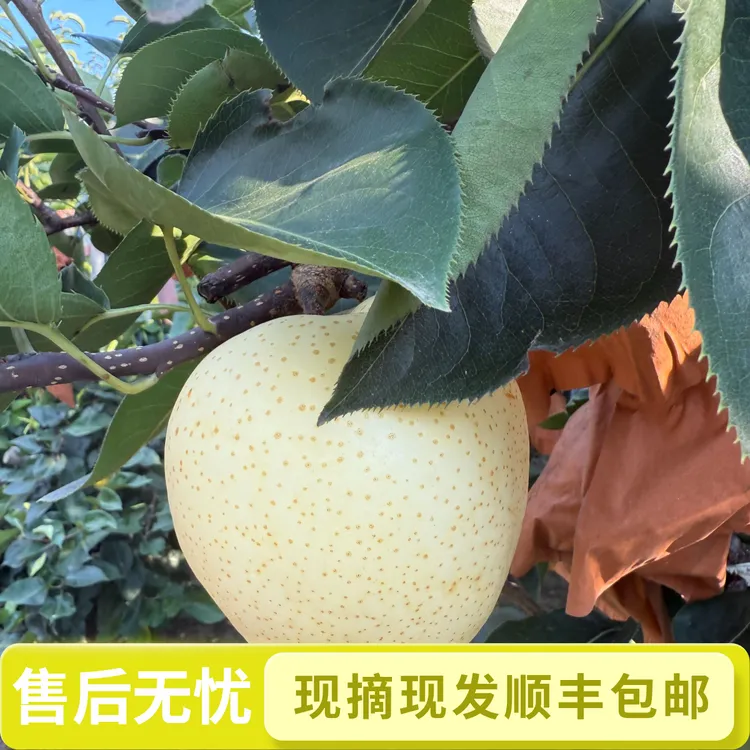 现摘现发当季新鲜水果黄金梨子脆甜多汁顺丰包邮