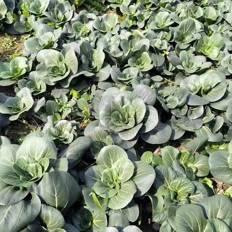 【炎热地区拍】苏北霜冻甜糯露天农家小油菜苏州青矮脚青鲜嫩青菜