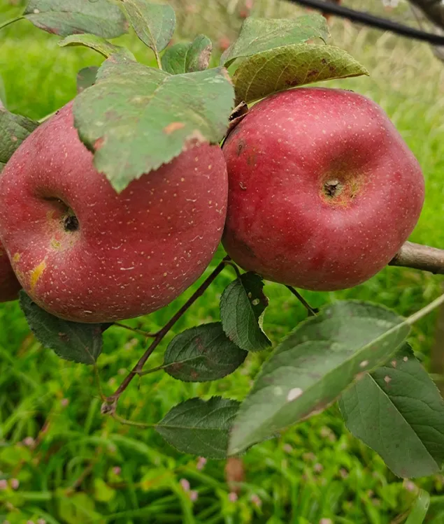 （中果120-170g）云南马龙丑苹果新鲜现摘脆甜多汁水果产地直发
