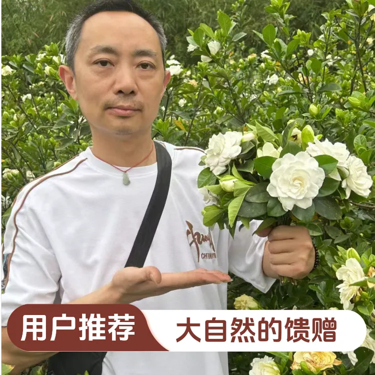 现摘鲜切栀子花重瓣大叶浓香型鲜花室内水培插花水养花四季栀子花