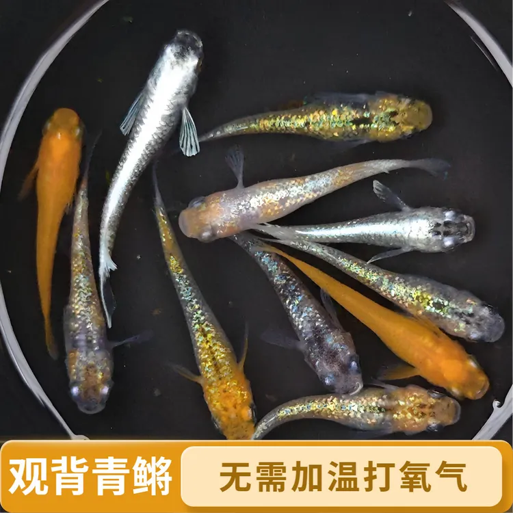 观背青鳉鱼 冷水观赏鱼 好养耐活 免打氧 小型鱼苗 适合新手 包损